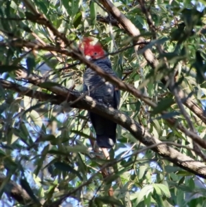 Callocephalon fimbriatum at Moruya, NSW - suppressed