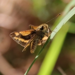 Ocybadistes walkeri (Green Grass-dart) at Broulee Moruya Nature Observation Area - 14 Apr 2022 by LisaH