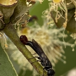 Tiphiidae (family) at Acton, ACT - 12 Apr 2022