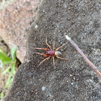Dysdera crocata (Slater-eating Spider) at Holder, ACT - 13 Apr 2022 by AJB