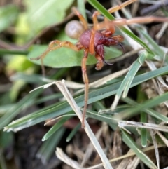 Dysdera crocata at Holder, ACT - 13 Apr 2022