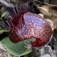 Corysanthes hispida (Bristly Helmet Orchid) at Mount Jerrabomberra QP - 14 Apr 2022 by AJB