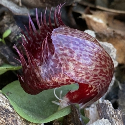 Corysanthes hispida (Bristly Helmet Orchid) at Mount Jerrabomberra - 14 Apr 2022 by AJB