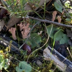 Corysanthes hispida at Jerrabomberra, NSW - suppressed