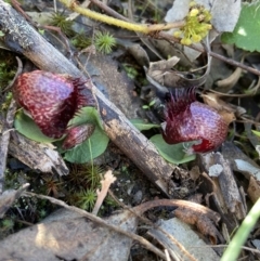 Corysanthes hispida at Jerrabomberra, NSW - 14 Apr 2022