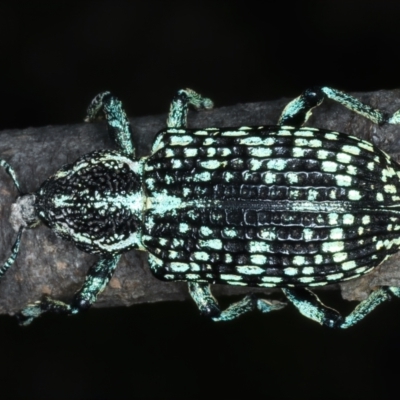 Chrysolopus spectabilis (Botany Bay Weevil) at Birrigai - 11 Apr 2022 by jb2602