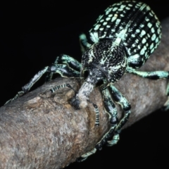 Chrysolopus spectabilis at Paddys River, ACT - 11 Apr 2022