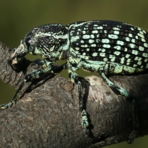 Chrysolopus spectabilis at Paddys River, ACT - 11 Apr 2022