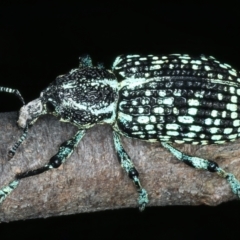 Chrysolopus spectabilis at Paddys River, ACT - 11 Apr 2022