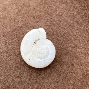 Austrorhytida capillacea at Cotter River, ACT - suppressed