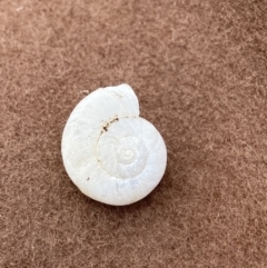 Unidentified Snail or Slug (Gastropoda) (TBC) at Cotter River, ACT - 11 Feb 2022 by AJB