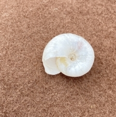 Austrorhytida capillacea at Cotter River, ACT - suppressed