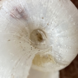 Austrorhytida capillacea at Cotter River, ACT - 11 Feb 2022