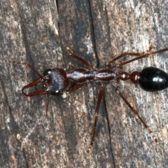 Myrmecia forficata (A Bull ant) at Paddys River, ACT - 11 Apr 2022 by jb2602