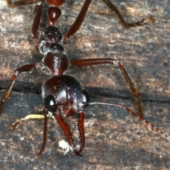 Myrmecia forficata at Paddys River, ACT - 11 Apr 2022