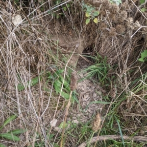 Oryctolagus cuniculus at Watson, ACT - 14 Apr 2022