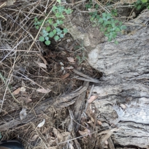 Oryctolagus cuniculus at Watson, ACT - 14 Apr 2022