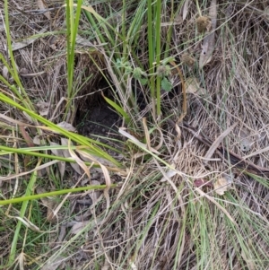 Oryctolagus cuniculus at Watson, ACT - 14 Apr 2022