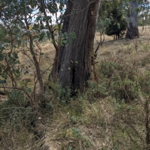 Oryctolagus cuniculus at Watson, ACT - 14 Apr 2022