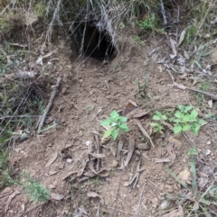 Oryctolagus cuniculus (European Rabbit) at Mount Majura - 14 Apr 2022 by abread111