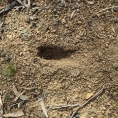 Oryctolagus cuniculus at Watson, ACT - 14 Apr 2022