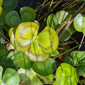 Marsilea mutica at Watson, ACT - 14 Apr 2022