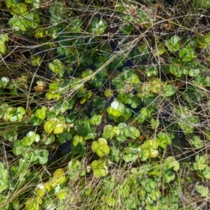 Marsilea mutica at Watson, ACT - suppressed