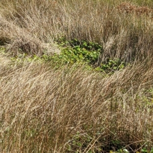 Marsilea mutica at Watson, ACT - 14 Apr 2022