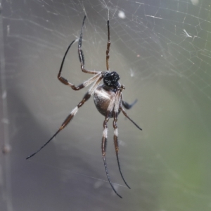 Trichonephila edulis at Coree, ACT - 14 Apr 2022