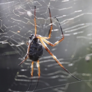 Trichonephila edulis at Coree, ACT - 14 Apr 2022