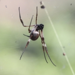 Trichonephila edulis at Coree, ACT - 14 Apr 2022