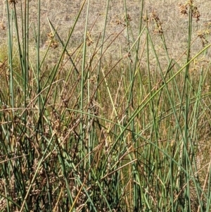 Schoenoplectus tabernaemontani at Watson, ACT - 14 Apr 2022 11:39 AM