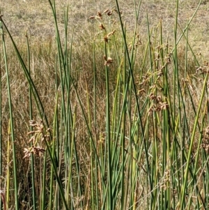 Schoenoplectus tabernaemontani at Watson, ACT - 14 Apr 2022 11:39 AM