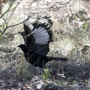 Corcorax melanorhamphos at Coree, ACT - 14 Apr 2022