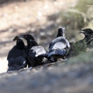 Corcorax melanorhamphos at Coree, ACT - 14 Apr 2022