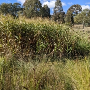 Phragmites australis at Watson, ACT - 14 Apr 2022 11:41 AM