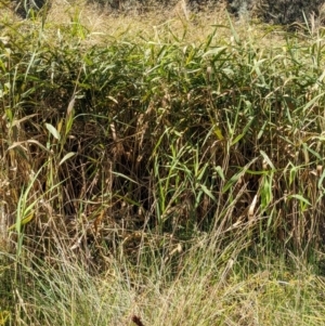 Phragmites australis at Watson, ACT - 14 Apr 2022 11:41 AM