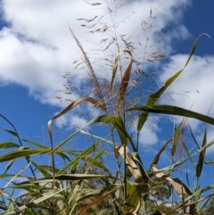 Phragmites australis at Watson, ACT - 14 Apr 2022 11:41 AM