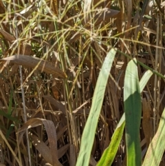 Phragmites australis at Watson, ACT - 14 Apr 2022 11:41 AM