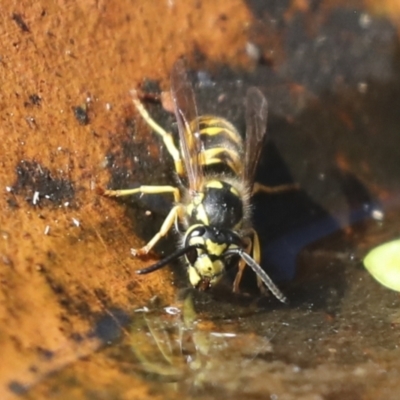 Vespula germanica (European Wasp, German Yellowjacket Wasp) at Higgins, ACT - 14 Apr 2022 by AlisonMilton
