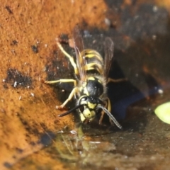 Vespula germanica (European wasp) at Higgins, ACT - 14 Apr 2022 by AlisonMilton
