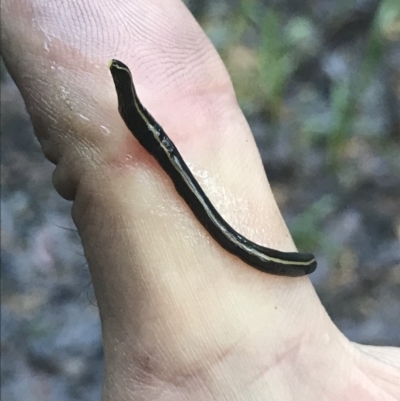 Caenoplana coerulea (Blue Planarian, Blue Garden Flatworm) at Thora, NSW - 9 Apr 2022 by BrianH