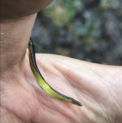 Caenoplana coerulea at Thora, NSW - 10 Apr 2022