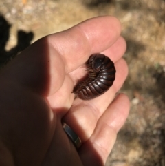 Isopoda (order) at Bellingen, NSW - 10 Apr 2022 by BrianH