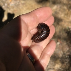 Isopoda (order) (TBC) at suppressed by BrianH