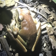 Litoria wilcoxii (Rocky River Tree Frog) at Bellingen, NSW - 12 Apr 2022 by BrianH