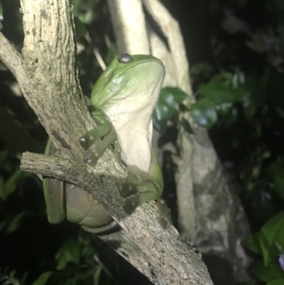 Litoria caerulea (Green Tree Frog) at Bellingen, NSW - 12 Apr 2022 by BrianH