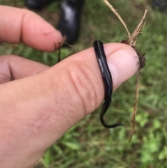 Caenoplana coerulea (Blue Planarian, Blue Garden Flatworm) at Gleniffer, NSW - 14 Apr 2022 by BrianH