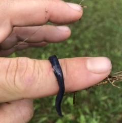 Caenoplana coerulea at Gleniffer, NSW - 14 Apr 2022 01:28 PM