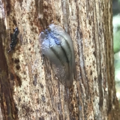 Triboniophorus graeffei (Red Triangle Slug) at Gleniffer, NSW - 14 Apr 2022 by BrianH